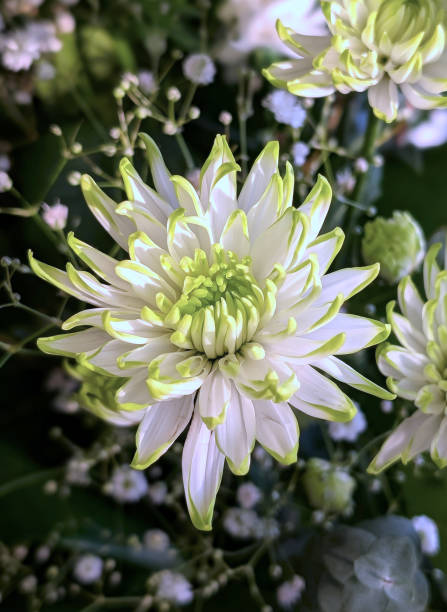 Dahlias tipped with green in a flower arrangement in a family home. Baby's Breath or Gypsophila fill the background. Winter morning in Victoria, British Columbia.
