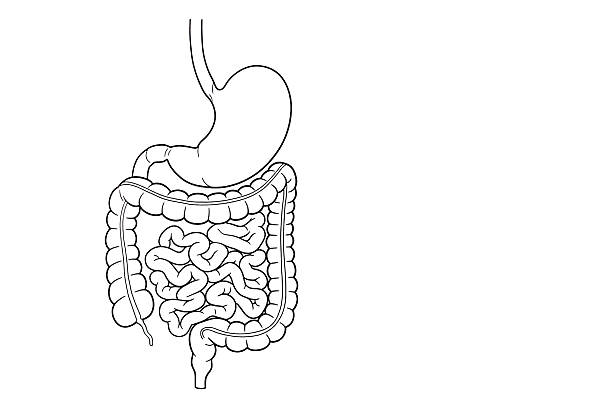 The gastrointestinal tract is a set of organs, beginning from the mouth and ending in the anus 3d illustration