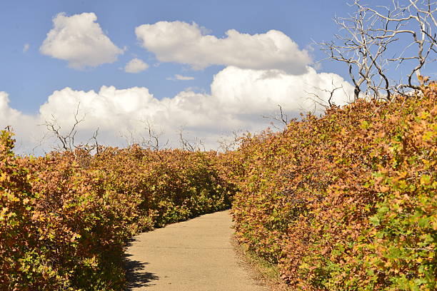 A peaceful, winding trail meanders through dense shrubs adorned with autumn foliage in Mesa Verde National Park. The leaves display vibrant hues of gold, orange, and red, contrasting with the twisted, bare tree branches that rise above the path. Overhead, fluffy white clouds drift across a clear blue sky, adding depth and brightness to the scene. This inviting trail reflects the park's seasonal beauty, making it ideal for travel content, nature photography, or visuals celebrating the vibrant colors of fall in Colorado’s rugged landscape.