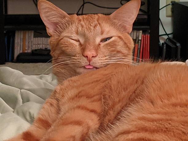 istock Winking ginger cat with tongue out 2206692855