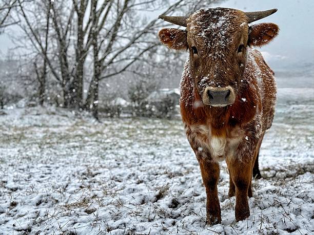 istock A brown and white spotted, horned calf standing in a snow covered field during a blizzard 2206693584