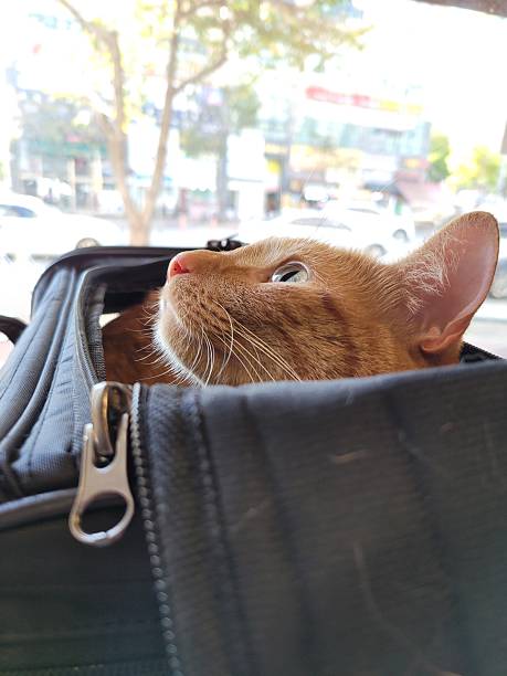 istock Orange cat peeking out of a carrier 2206693750