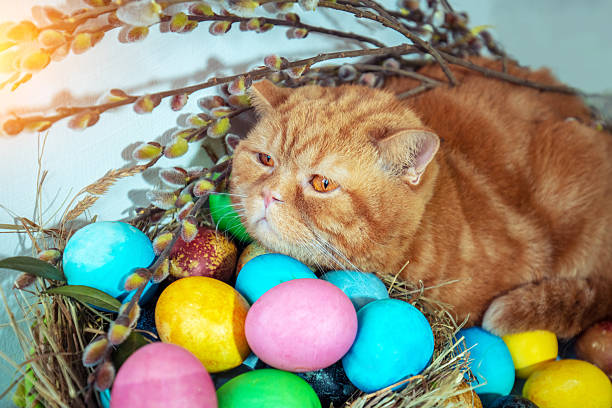 istock Cute ginger cat lying in a basket near colorful easter eggs 2206695006