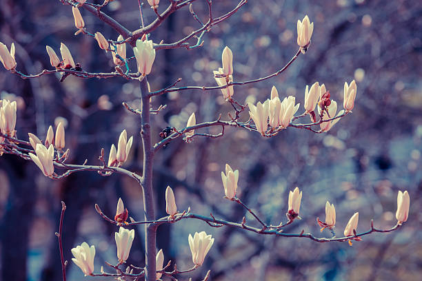Blooming magnolia stellata tree in spring garden