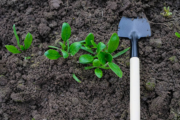 istock Spinach sowing in a greenhouse. Small shovel. 2206695617