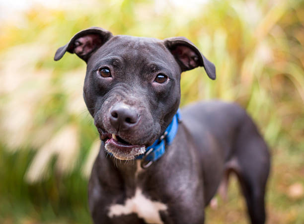 istock A Pit Bull Terrier mixed breed dog making a funny face 2206699006