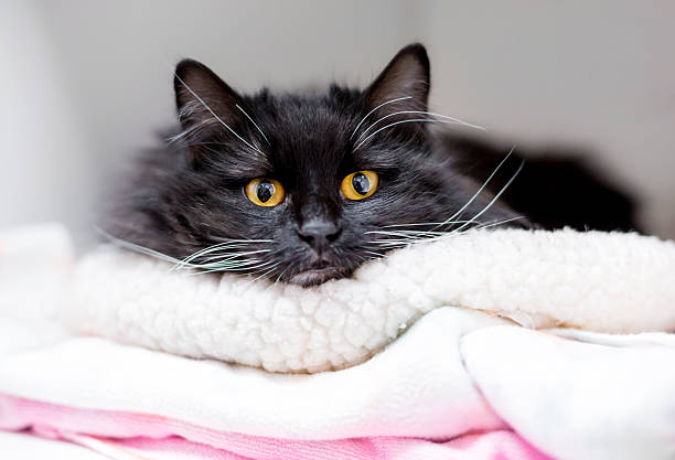 istock A fluffy black cat with yellow eyes resting its head on a blanket 2206699017