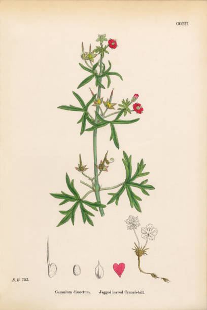 istock Antique Engraved and Hand-Colored Victorian Botanical Illustration, 1863 2206699308