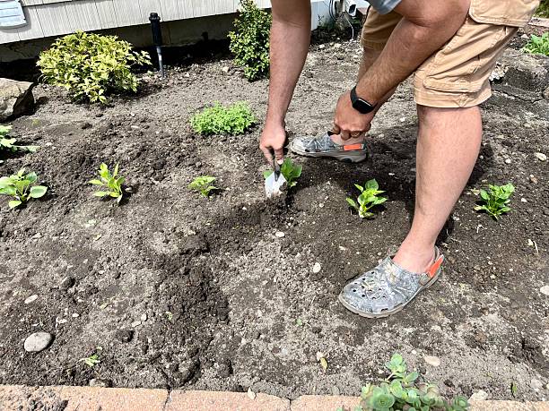 istock Planting Dahlias 2206700354