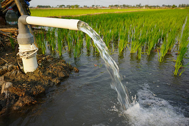 istock Irrigation of rice fields using pump wells with the technique of pumping water from the ground to flow into the rice fields. The pumping station where water is pumped from a irrigation canal system. 2206700607