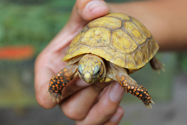 istock Small turtle, on hand, shell in light color, head and legs in close-up 2206700809