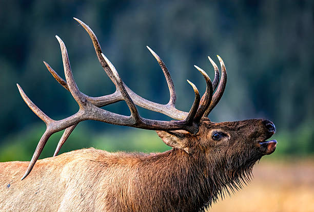 istock Rocky Mountain bull elk bugling and rutting in Colorado 2206703545