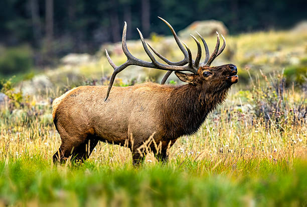 istock Rocky Mountain bull elk rutting in Colorado. Posturing 2206703849