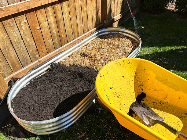istock Vegetable garden with galvanized metal raised beds is being prepped with straw beneath soil. 2206704016