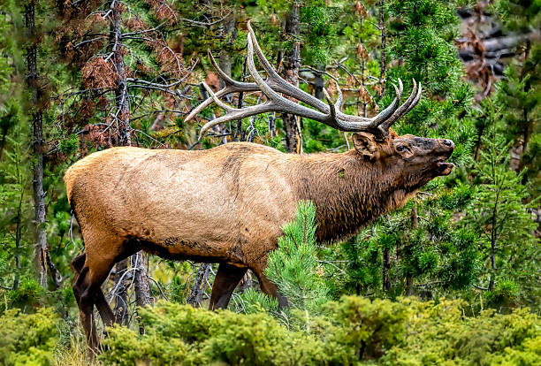 istock Rocky Mountain bull elk rutting in Colorado, bugling 2206704114