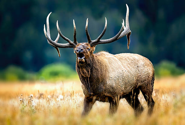 istock Rocky Mountain bull elk rutting and bugling in Colorado 2206704294