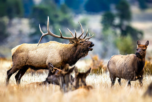 istock Rocky Mountain bull elk bugling and rutting in Colorado 2206704390