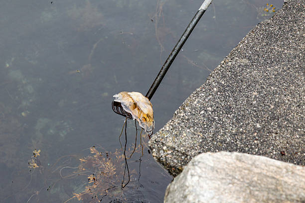 istock Using a fishing rod, a jellyfish is pulled out of the water 2206705366