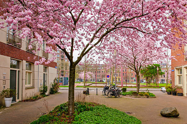 Rotterdam, The Netherlands, March 24, 2025: carless residential street in Katendrecht neighbourhood with several pink blossoming cherry trees