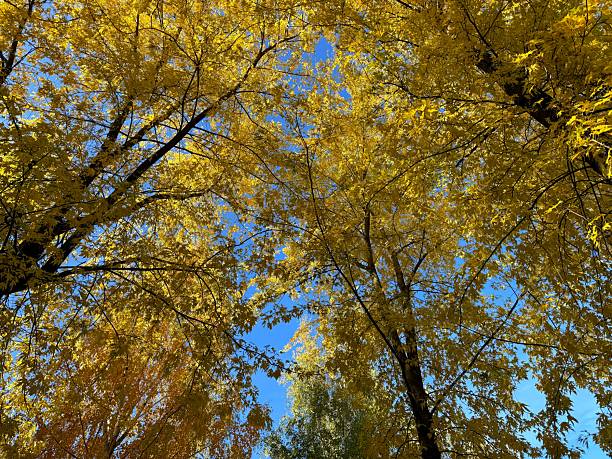 istock Mellow autumn fall yellow trees in the park. 2206707246