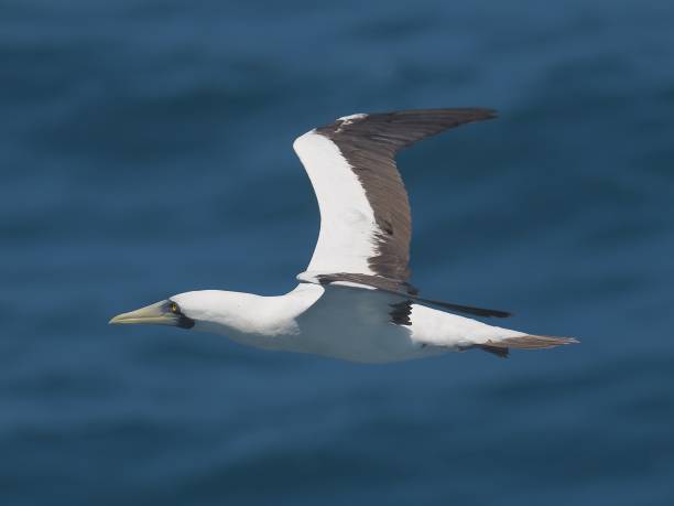 istock A single, adult Masked Booby flies over open waters 2206707902