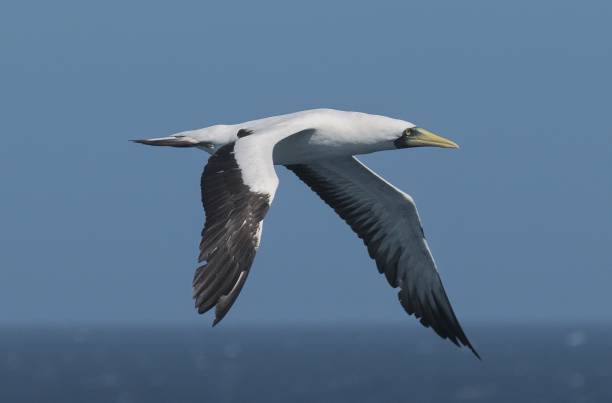 istock A single, adult Masked Booby flies over open waters 2206708018