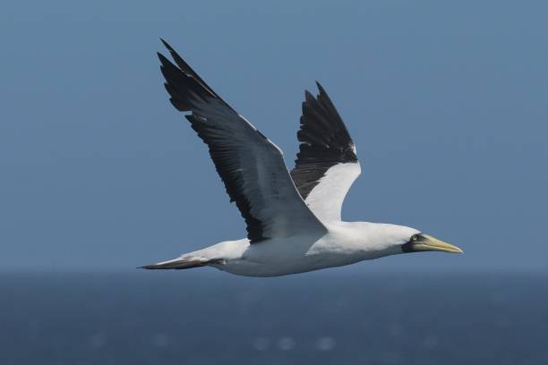 istock A single, adult Masked Booby flies over open waters 2206708090