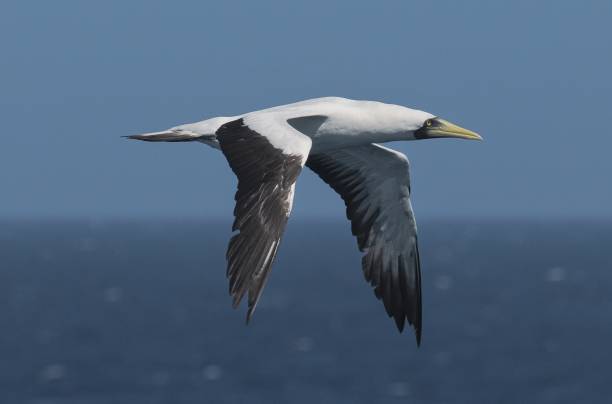 istock A single, adult Masked Booby flies over open waters 2206708386