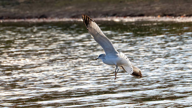 istock Seagulls flying over the lake 2206714057