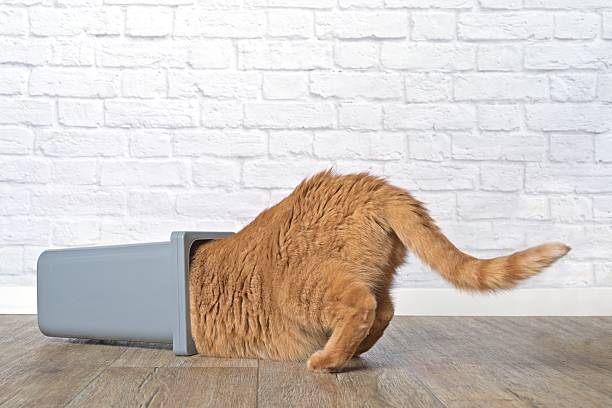 istock Funny ginger cat stuck in overturned trashcan. 2206714613