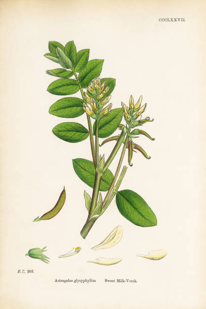 istock Antique Engraved and Hand-Colored Victorian Botanical Illustration, 1863 2206714874