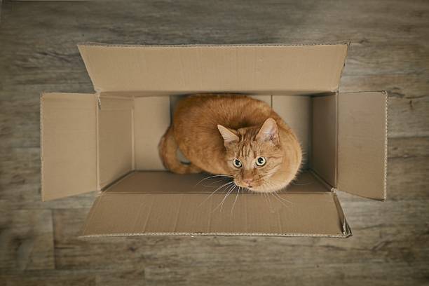 istock Cute ginger cat sitting in a cardboard box and looking curious up. Seendirectly above. 2206714974