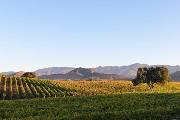 autumn vineyard landscape (Santa Barbara county, California).