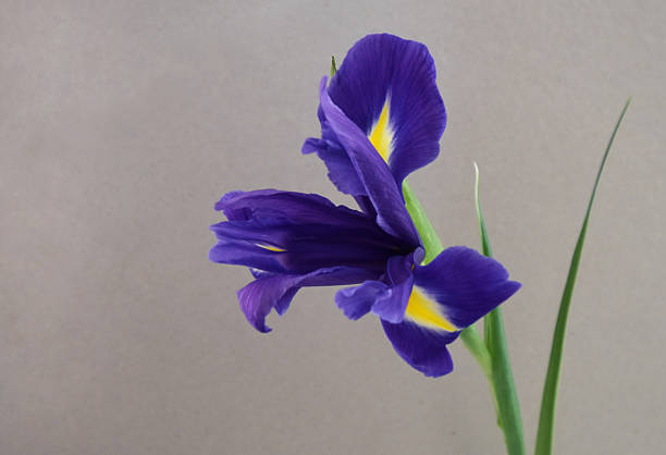 istock One blue iris flower close-up on a gray background. 2206718689