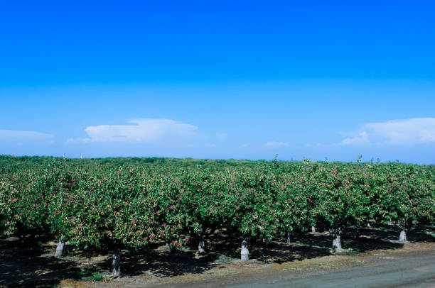 High angle image of nut bearing pistachio (Pistacia vera) trees growing a central California orchard.Taken in the San Joaquin Valley, California, USA