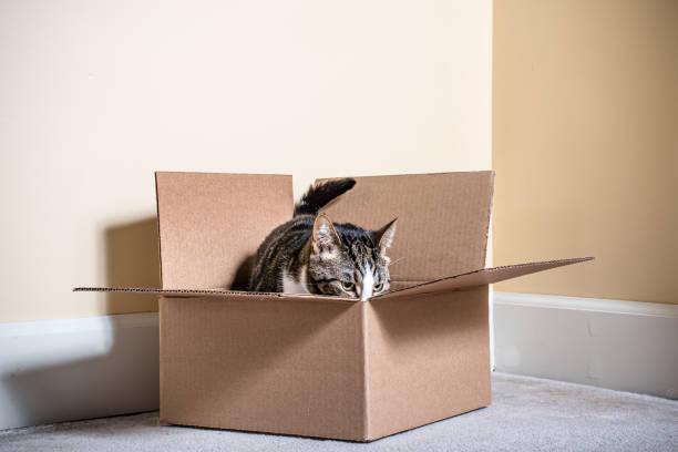 top view of a cute fluffy kitten lying in a small cardboard box sticking out his muzzle and paws