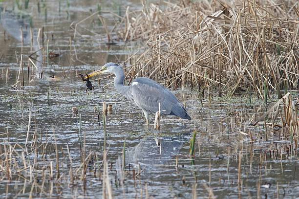 istock grey heron fishing frog in its beak 2206721410