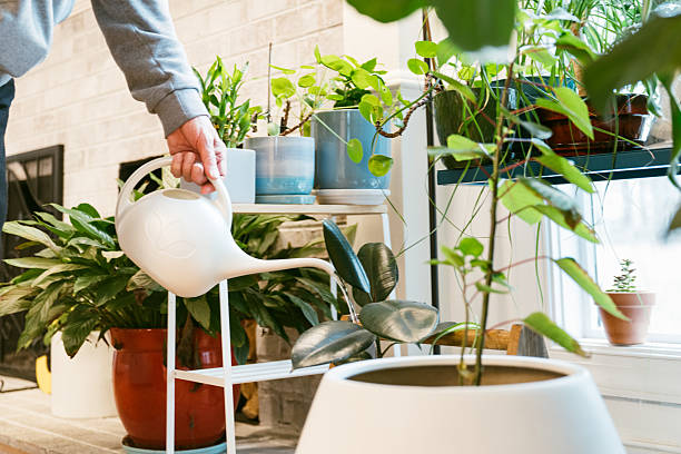 Senior man watering indoor potted plants