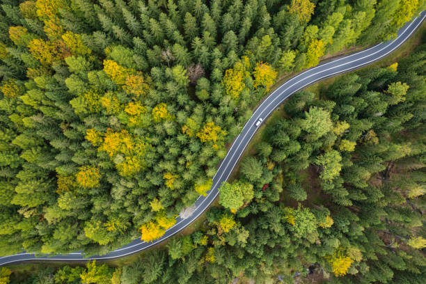 istock Aerial View of Serene Forest Road Amidst Vibrant Greenery 2206724496