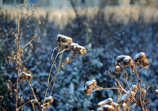istock Dry thistle herb covered in snow, winter wallpaper background 2206724533