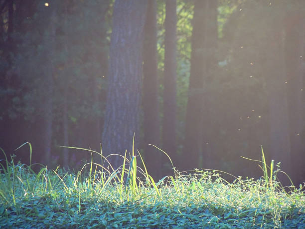 Summer god rays warm lighting nature background wallpaper in the forest, green grass