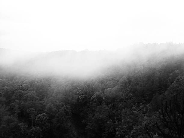 istock Fog mist cloud over forest trees wallpaper background. Magical, ambient atmosphere, nature 2206724557