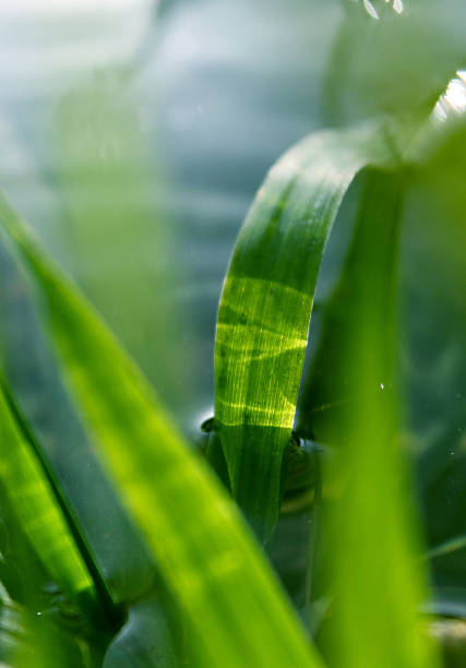 istock Green fresh grass in water, summer nature background wallpaper 2206724607