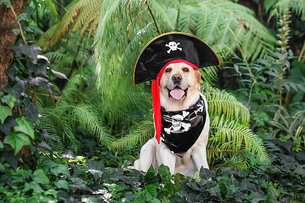 Funny Labrador in a pirate costume sits in lush greenery. Wearing a black hat with a skull, a bandana, and a gold earring. Jungle background adds an adventure vibe. Perfect for pet and pirate themes
