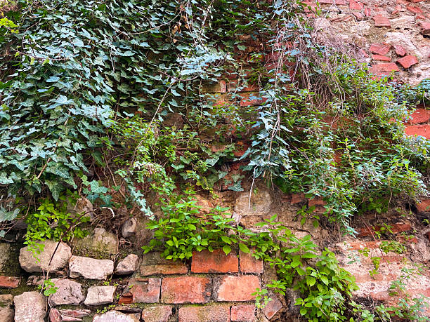 A rich display of foliage growing organically on a man-made surface, combining elegance and life.