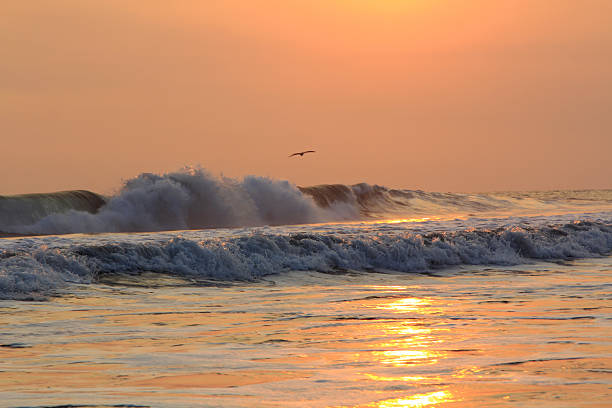 Ocean wave crashing at sunset with a pelican flying gracefully above it. The tranquil beauty of the Pacific, captured in a perfect moment of nature and wildlife in harmony