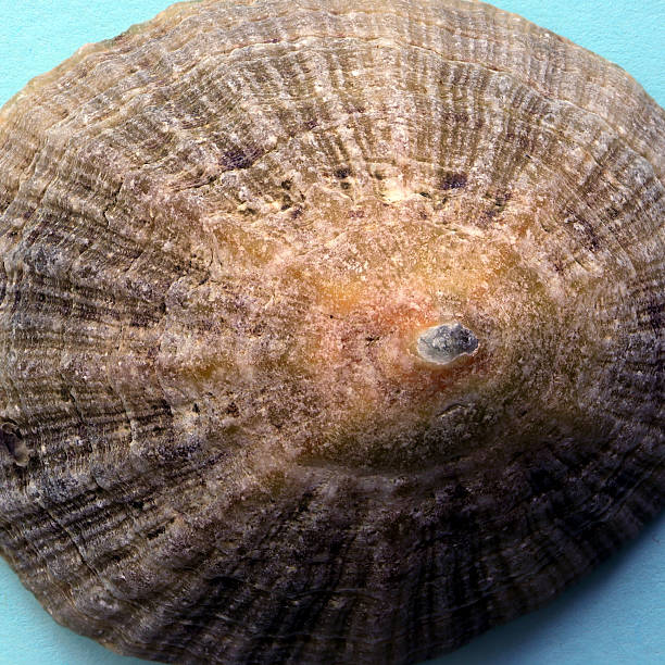 Single Limpet Shell 1,900+ Limpet Shell Stock Photos, Pictures & Royalty-Free Images - iStock