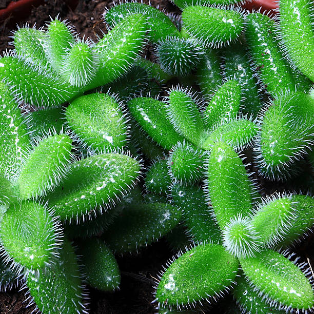 istock Delosperma Echinatum, the Pickle Plant, Bright Green Leaves and Tiny White Spines Viewed Through a Macro Lens 2206728476