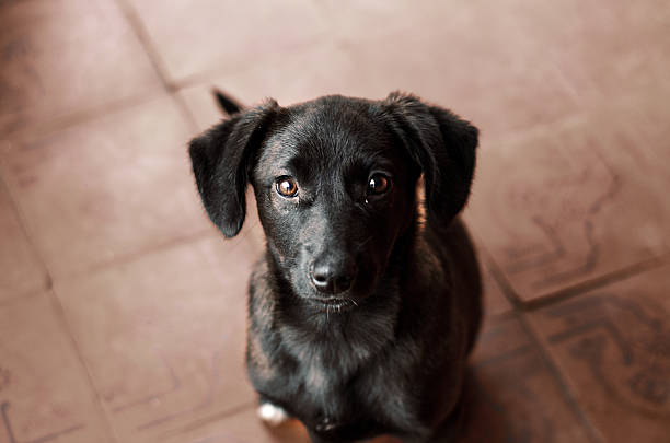 istock Black dog looking straight up at viewer. View from above. Close-up. 2206729128
