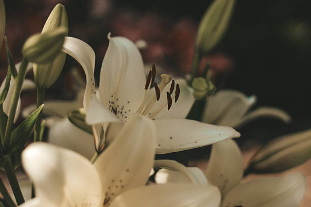 istock White lily bushes close-up in the garden 2206729184